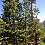 Mammoth Ski & Racquet Club #55, Pet Friendly